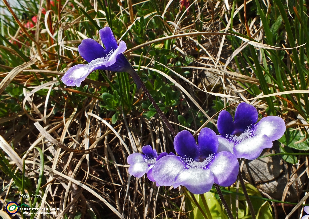 40 ecco la carnivora-insettivora 'Pinguicola alpina'.JPG